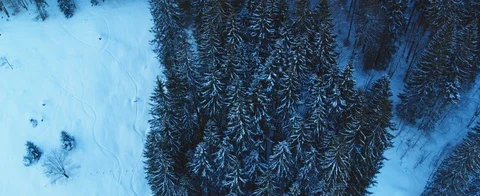 Aerial view of Pine trees on snow covered hill in the Swiss Alps. Drone camera r Stock Footage 121484693