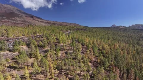 Aerial view of pine woods surrounding El Teide mountain, El Teide National Park, Stock Footage 301718574