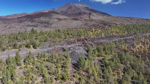 Aerial view of pine woods surrounding El Teide mountain, El Teide National Park, Stock Footage 301718938