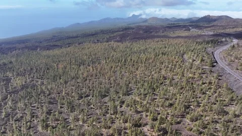 Aerial view of pine woods surrounding El Teide mountain, El Teide National Park, Stock Footage 301719084