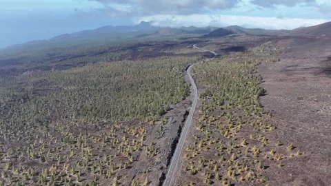Aerial view of pine woods surrounding El Teide mountain, El Teide National Park, Stock Footage 301719098