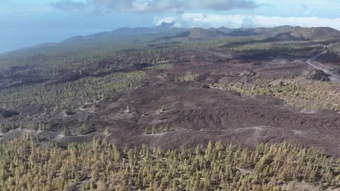 Aerial view of pine woods surrounding El Teide mountain, El Teide National Park, Stock Footage 301719201