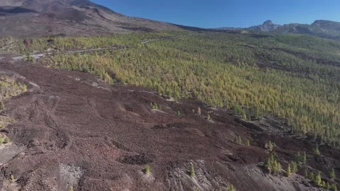 Aerial view of pine woods surrounding El Teide mountain, El Teide National Park, Stock Footage 301719261