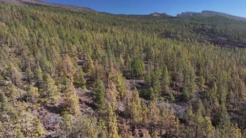 Aerial view of pine woods surrounding El Teide mountain, El Teide National Park, Stock Footage 301719282