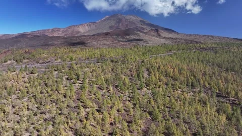 Aerial view of pine woods surrounding El Teide mountain, El Teide National Park, Stock Footage 301719848