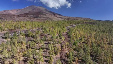 Aerial view of pine woods surrounding El Teide mountain, El Teide National Park, Stock Footage 301719961