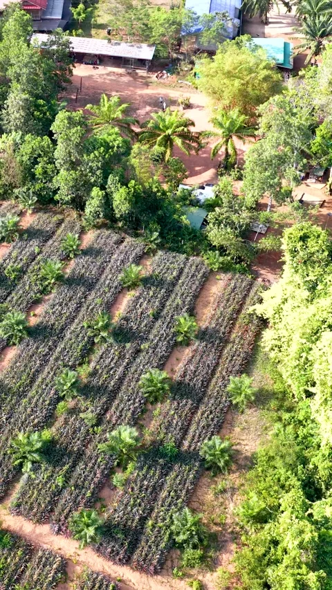 Aerial View of Pineapple Field and Tropical Forest in Krabi Thailand Stock Footage 328576039