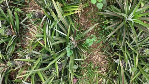 Aerial View of Pineapple Growing Plot Stock Footage 335649790