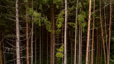 Aerial View of Pinetrees Stock Footage 93106848
