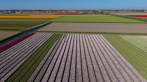 Aerial view of pink and white tulip fields in the Netherlands. Drone landsc.. Stock Footage 337651618