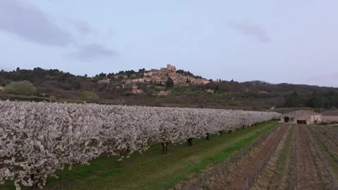 Aerial view of pink cherry bloom fields surrounding Lacoste at sunrise Stock Footage 312063606