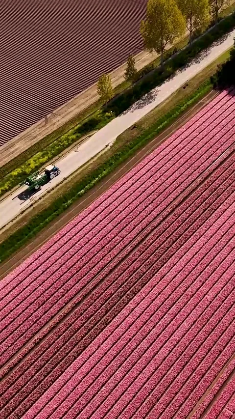 Aerial view of pink tulip fields and farmland in the netherlands Stock Footage 327113652