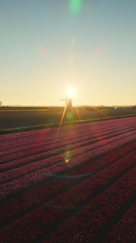 Aerial view of pink tulip fields and a windmill at sunset, Netherlands. Stock Footage 334330641