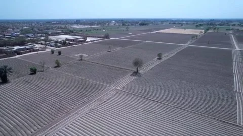 Aerial view of plain rows agronomy fields moving video top view Stock Footage 203836205