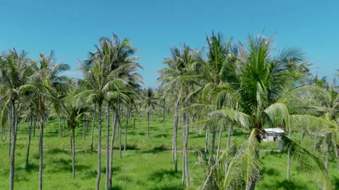 Aerial view Plantation of coconut trees Stock-Footage 344030232