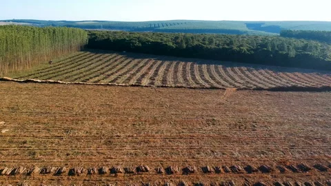 Aerial view of Plantation Eucalyptus trees being harvested for wood chipping Stock Footage 142241908