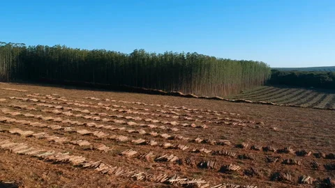Aerial view of Plantation Eucalyptus trees being harvested for wood chipping Stock Footage 146249306