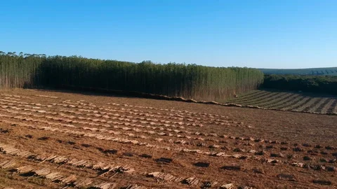 Aerial view of Plantation Eucalyptus trees being harvested for wood chipping Stock Footage 146759688