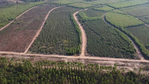 Aerial view of Plantation Eucalyptus trees being harvested for wood chipping. Stock Footage 231696572