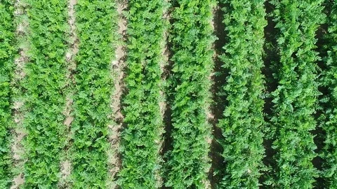 Aerial view of plantation field Stock Footage 80975549