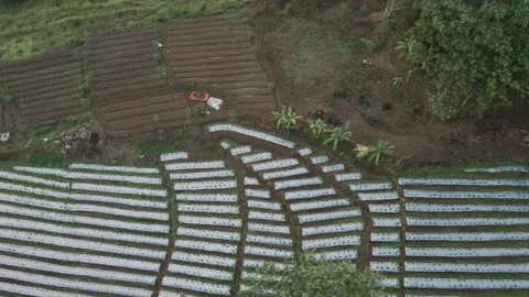 Aerial view of plantations 2 Stock Footage 291726756