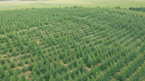Aerial view of a planted eucalyptus forest Video stock 144858579