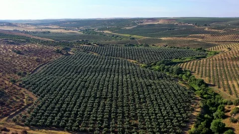 Aerial view of planted fields, Alentejo, Portugal Stockbeeldmateriaal 111738784