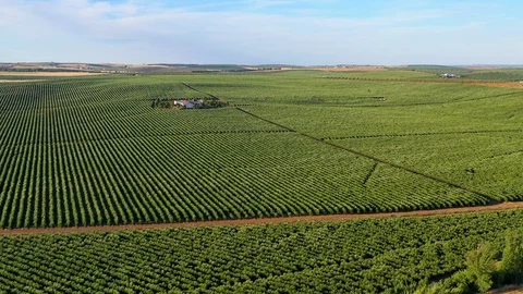 Aerial view of planted fields, Alentejo, Portugal Stock Footage 111738897