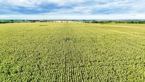 Aerial view of planted fields Stock Photos