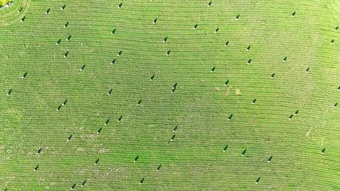 Aerial view of planted fields Stock Photos
