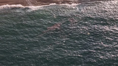 Aerial view of plastic pollution floating in the ocean, Brazil. Stock Footage 336126482
