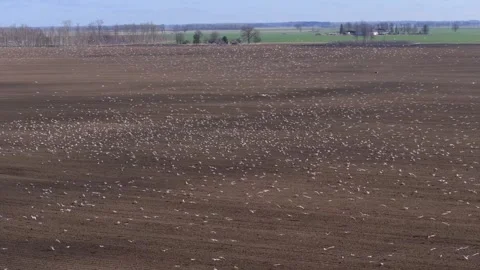 Aerial view of plowed field with gull flock, birch line, farmhouse Video stock 337583382