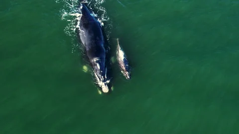 Aerial view of pod of bowhead whale spouting. Bowhead whale family swimming Stock Footage 277422994