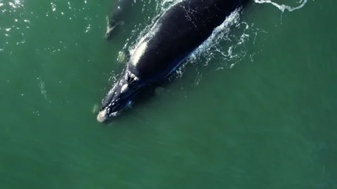 Aerial view pod of bowhead whale spouting hug cares. Bowhead whale family Stock Footage 277424969