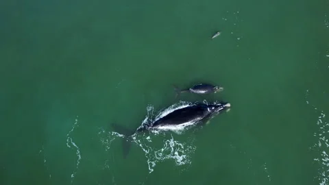 Aerial view of pod bowhead whale spouting. Bowhead whale family swimming Stock Footage 277426248