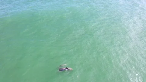 Aerial View of a Pod of Dolphins Breaching the Surface of the Ocean Stock Footage 247989086