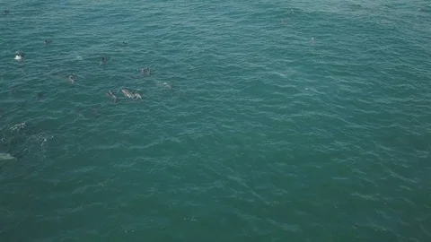 Aerial view of a pod of dolphins Stock Footage 112984812