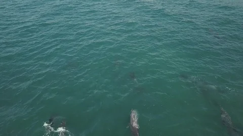Aerial view of a pod of dolphins Stock Footage 112986697