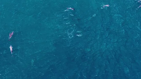 Aerial view of a pod of dolphins in the ocean, Maldives. Stock Footage 336323323