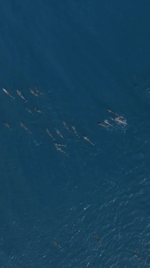 Aerial view of a pod of spinner dolphins.Vertical video Stock Footage 302423399