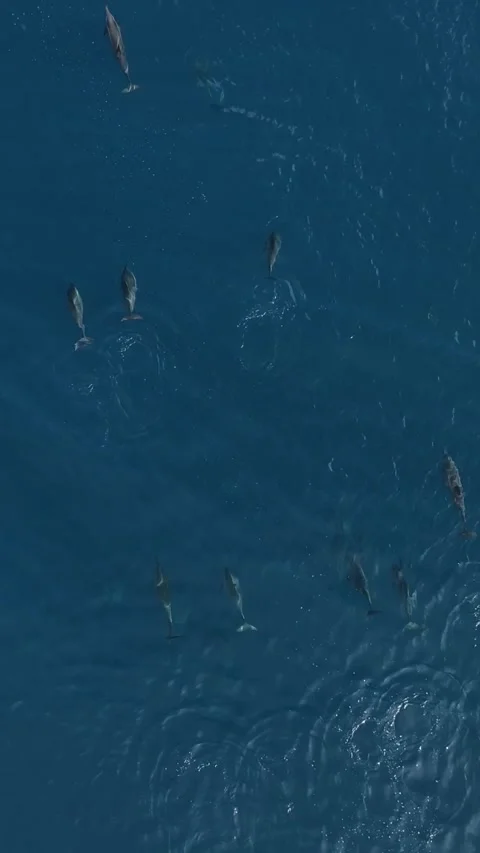 Aerial view of a pod of spinner dolphins.Vertical video Stock Footage 302423402