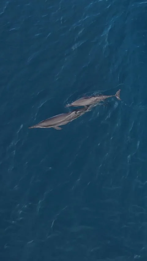 Aerial view of a pod of spinner dolphins.Vertical video Stock Footage 302423404