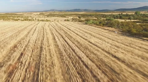 Aerial view of pointer pedigree dog running on stubble Video stock 54243999