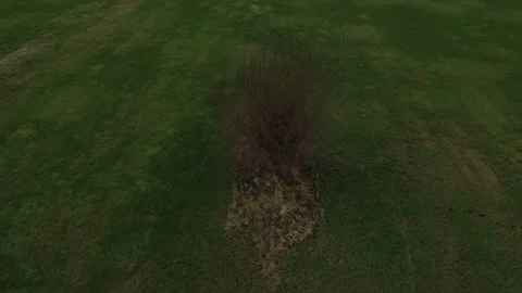 Aerial view of pollard willow in winter a rustic and tranquil video that slowly Video stock 142748873