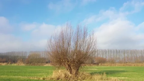 Aerial view of pollard willow in winter a rustic and tranquil video that slowly Stock Footage 142749357