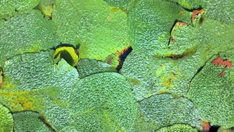 Aerial View of Pond Covered with Euryale Plants Stock-Footage 340984021