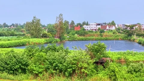 Aerial View of Pond Covered with Euryale Plants Stock Footage 340984284