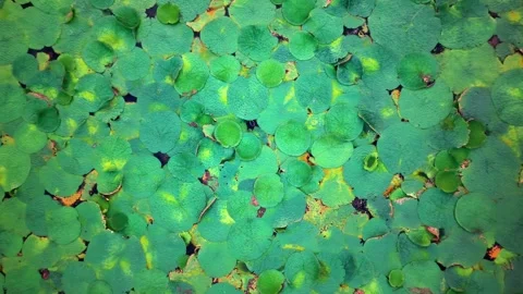 Aerial View of Pond Covered with Euryale Plants Stock-Footage 340984660