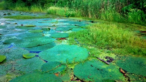 Aerial View of Pond Covered with Euryale Plants Stock-Footage 340984661