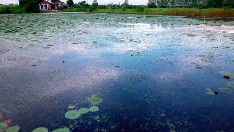 Aerial View of Pond Covered with Euryale Plants Stock-Footage 340985161